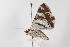  ( - ANIC Gen No. 000035)  @14 [ ] Copyright (2010) Unspecified Australia National Insect Collection