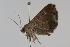  ( - ANIC Gen No. 000039)  @14 [ ] Copyright (2010) Unspecified Australia National Insect Collection