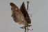  ( - ANIC Gen No. 000039)  @12 [ ] Copyright (2010) Unspecified Australia National Insect Collection