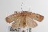  ( - ANIC Gen No. 000052)  @14 [ ] Copyright (2010) Unspecified Australia National Insect Collection