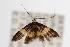  ( - ANIC Gen No. 000054)  @13 [ ] Copyright (2010) Unspecified Australia National Insect Collection