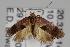  ( - ANIC Gen No. 000068)  @13 [ ] Copyright (2010) Unspecified Australia National Insect Collection