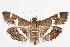  ( - ANIC Gen No. 000080)  @14 [ ] Copyright (2010) Unspecified Australia National Insect Collection