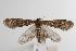  ( - ANIC Gen No. 000081)  @14 [ ] Copyright (2010) Unspecified Australia National Insect Collection