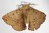  ( - ANIC Gen No. 000083)  @13 [ ] Copyright (2010) Unspecified Australia National Insect Collection