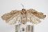  ( - ANIC Gen No. 000086)  @14 [ ] Copyright (2010) Unspecified Australia National Insect Collection