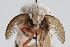  ( - ANIC Gen No. 000292)  @13 [ ] Copyright (2010) Unspecified Australia National Insect Collection