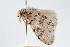  ( - ANIC Gen No. 000292)  @14 [ ] Copyright (2010) Unspecified Australia National Insect Collection
