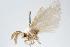  ( - ANIC Gen No. 000294)  @13 [ ] Copyright (2010) Unspecified Australia National Insect Collection