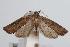  ( - ANIC Gen No. 000306)  @12 [ ] Copyright (2010) Unspecified Australia National Insect Collection