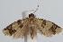  (Capua plathanana - ANIC Gen No. 000313)  @14 [ ] Copyright (2010) Unspecified Australia National Insect Collection