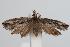  ( - ANIC Gen No. 000325)  @13 [ ] Copyright (2010) Unspecified Australia National Insect Collection