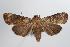  ( - ANIC Gen No. 000335)  @13 [ ] Copyright (2010) Unspecified Australia National Insect Collection