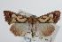  ( - ANIC Gen No. 000346)  @14 [ ] Copyright (2010) Unspecified Australia National Insect Collection