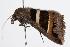  ( - ANIC Gen No. 000347)  @13 [ ] Copyright (2010) Unspecified Australia National Insect Collection