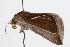  ( - ANIC Gen No. 000349)  @13 [ ] Copyright (2010) Unspecified Australia National Insect Collection