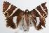 ( - ANIC Gen No. 000357)  @13 [ ] Copyright (2010) Unspecified Australia National Insect Collection