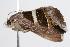  ( - ANIC Gen No. 000358)  @13 [ ] Copyright (2010) Unspecified Australia National Insect Collection
