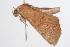  ( - ANIC Gen No. 000368)  @13 [ ] Copyright (2010) Unspecified Australia National Insect Collection
