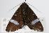 ( - ANIC Gen No. 000372)  @13 [ ] Copyright (2010) Unspecified Australia National Insect Collection