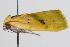  ( - ANIC Gen No. 000374)  @13 [ ] Copyright (2010) Unspecified Australia National Insect Collection