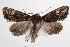  ( - ANIC Gen No. 000375)  @14 [ ] Copyright (2010) Unspecified Australia National Insect Collection