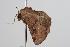  ( - ANIC Gen No. 000379)  @13 [ ] Copyright (2010) Unspecified Australia National Insect Collection