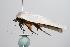  ( - ANIC Gen No. 000381)  @13 [ ] Copyright (2010) Unspecified Australia National Insect Collection