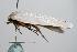  ( - ANIC Gen No. 000382)  @13 [ ] Copyright (2010) Unspecified Australia National Insect Collection