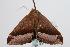  ( - ANIC Gen No. 000394)  @13 [ ] Copyright (2010) Unspecified Australia National Insect Collection