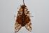  ( - ANIC Gen No. 000404)  @13 [ ] Copyright (2010) Unspecified Australia National Insect Collection