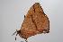  ( - ANIC Gen No. 000406)  @13 [ ] Copyright (2010) Unspecified Australia National Insect Collection