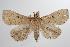  ( - ANIC Gen No. 000409)  @13 [ ] Copyright (2010) Unspecified Australia National Insect Collection