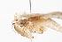  ( - ANIC Gen No. 000409)  @12 [ ] Copyright (2010) Unspecified Australia National Insect Collection