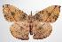  ( - ANIC Gen No. 000418)  @14 [ ] Copyright (2010) Unspecified Australia National Insect Collection