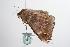  ( - ANIC Gen No. 000429)  @13 [ ] Copyright (2010) Unspecified Australia National Insect Collection