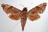  ( - ANIC Gen No. 000430)  @14 [ ] Copyright (2010) Unspecified Australia National Insect Collection