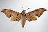  ( - ANIC Gen No. 000434)  @14 [ ] Copyright (2010) Unspecified Australia National Insect Collection