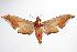  ( - ANIC Gen No. 000434)  @12 [ ] Copyright (2010) Unspecified Australia National Insect Collection