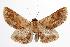  ( - ANIC Gen No. 000435)  @14 [ ] Copyright (2010) Unspecified Australia National Insect Collection