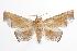 ( - ANIC Gen No. 000436)  @14 [ ] Copyright (2010) Unspecified Australia National Insect Collection