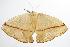  ( - ANIC Gen No. 000445)  @14 [ ] Copyright (2010) Unspecified Australia National Insect Collection