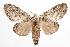  ( - ANIC Gen No. 000447)  @13 [ ] Copyright (2010) Unspecified Australia National Insect Collection