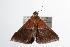  ( - ANIC Gen No. 000450)  @13 [ ] Copyright (2010) Unspecified Australia National Insect Collection