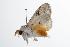 ( - ANIC Gen No. 000451)  @12 [ ] Copyright (2010) Unspecified Australia National Insect Collection