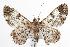  ( - ANIC Gen No. 000454)  @14 [ ] Copyright (2010) Unspecified Australia National Insect Collection