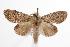  ( - ANIC Gen No. 000458)  @14 [ ] Copyright (2010) Unspecified Australia National Insect Collection