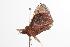  ( - ANIC Gen No. 000466)  @13 [ ] Copyright (2010) Unspecified Australia National Insect Collection