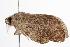  ( - ANIC Gen No. 000468)  @13 [ ] Copyright (2010) Unspecified Australia National Insect Collection
