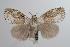  (Dasychiroides - ANIC Gen No. 000499)  @14 [ ] Copyright (2010) Unspecified Australia National Insect Collection
